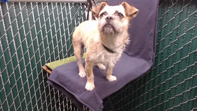 A young medium-sized female Terrier dog named A for adoption in Downey, CA