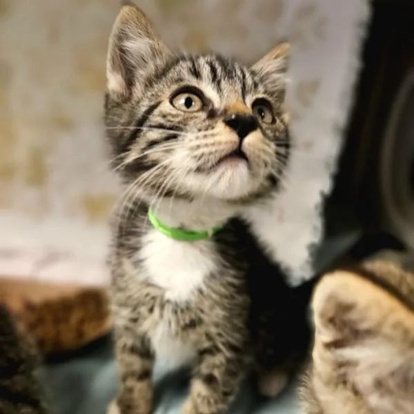 A baby medium-sized male Domestic Short Hair cat named Larry for adoption in Dublin, CA