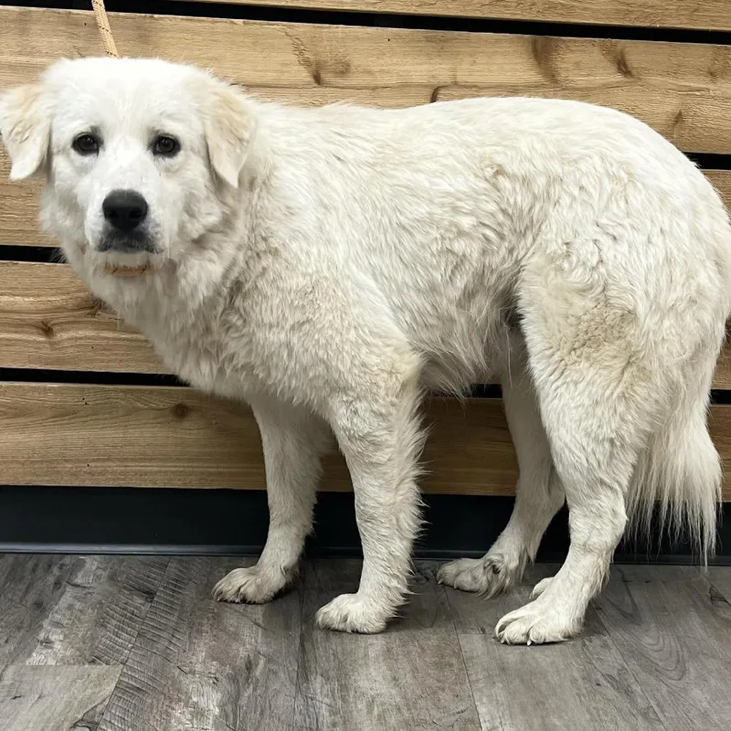 An adult medium-sized female White / Cream Great Pyrenees dog named Honey Ii for adoption in Wadena, MN