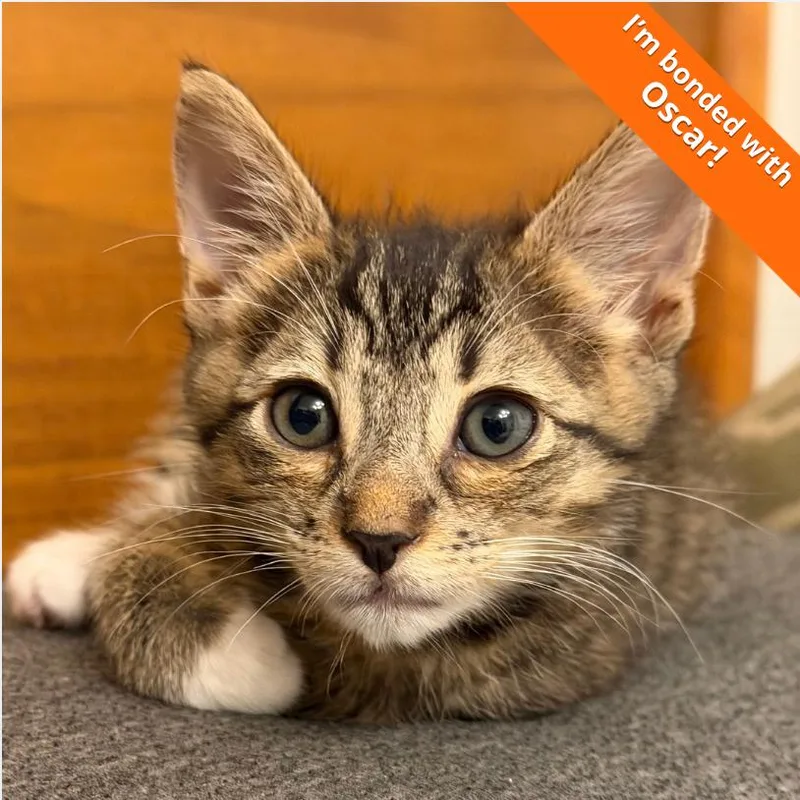 A baby small-sized male Gray / Blue / Silver Domestic Short Hair cat named Tiger for adoption in Pleasant Hill, CA