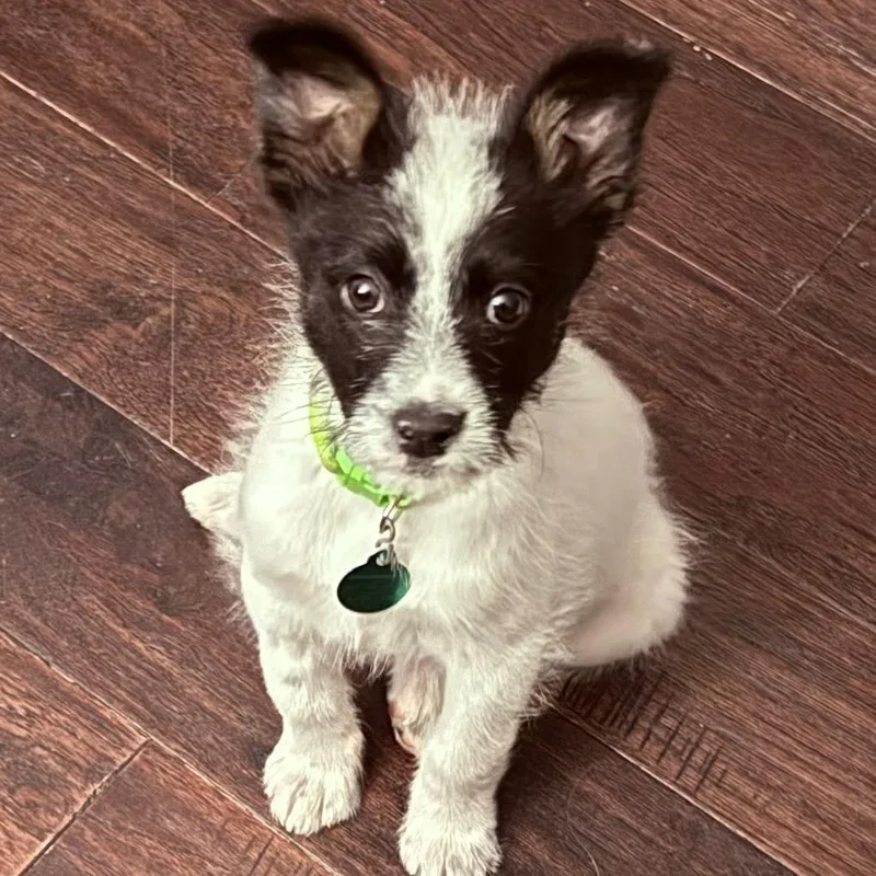 A baby small-sized female White / Cream Mixed Breed dog named Taylor for adoption in Buffalo, MN