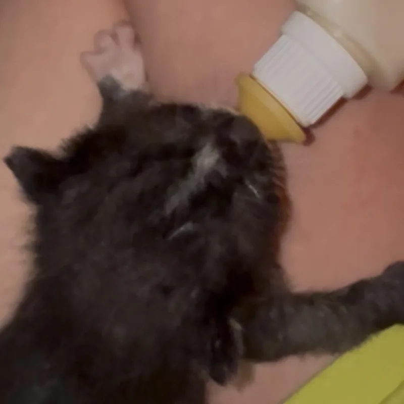 A baby small-sized male Black Domestic Short Hair cat named Bert for adoption in South Elgin, IL