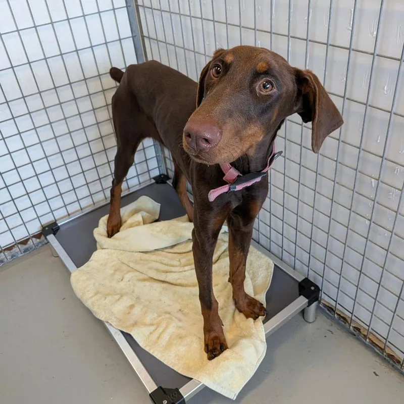 An adult large-sized female Doberman Pinscher dog named Valkyrie for adoption in Chico, CA
