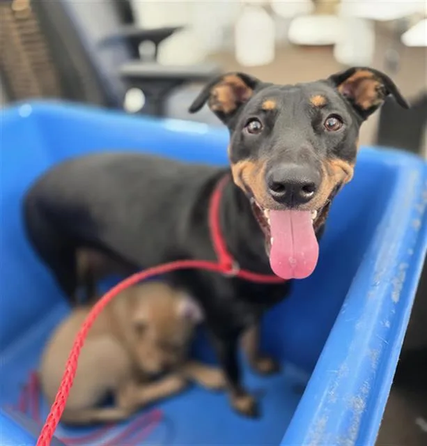 A young large-sized female Mixed Breed dog named Nala for adoption in Dallas, TX