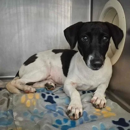 An adult small-sized female Rat Terrier dog named Honey Bear for adoption in Morton Grove, IL