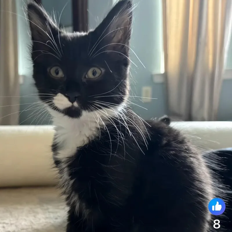 A baby medium-sized female Black & White / Tuxedo Domestic Medium Hair cat named Starlight for adoption in Denver, NC
