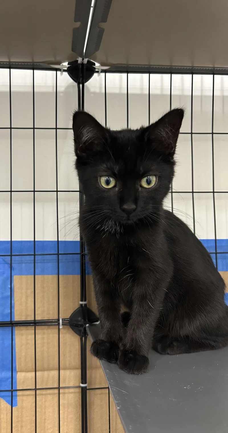 A young medium-sized female Black Domestic Short Hair cat named Tiramisu for adoption in Columbia, SC