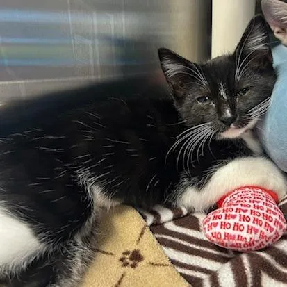 A baby small-sized female Black Domestic Short Hair cat named Nova for adoption in Knoxville, TN
