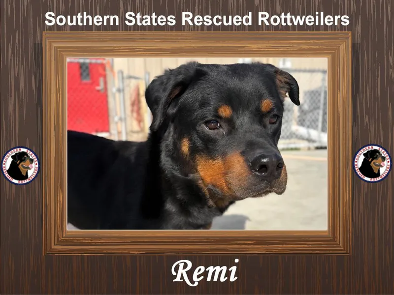 A young medium-sized female Black Rottweiler dog named Remi for adoption in Arlington, TX