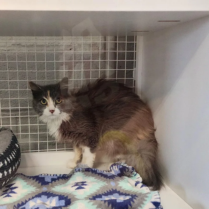 An adult medium-sized female Dilute Calico Domestic Long Hair cat named Buttercup for adoption in Mountain Home, AR