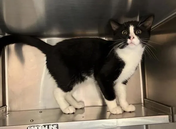 A young medium-sized male Domestic Short Hair cat named Jack for adoption in Great Falls, MT