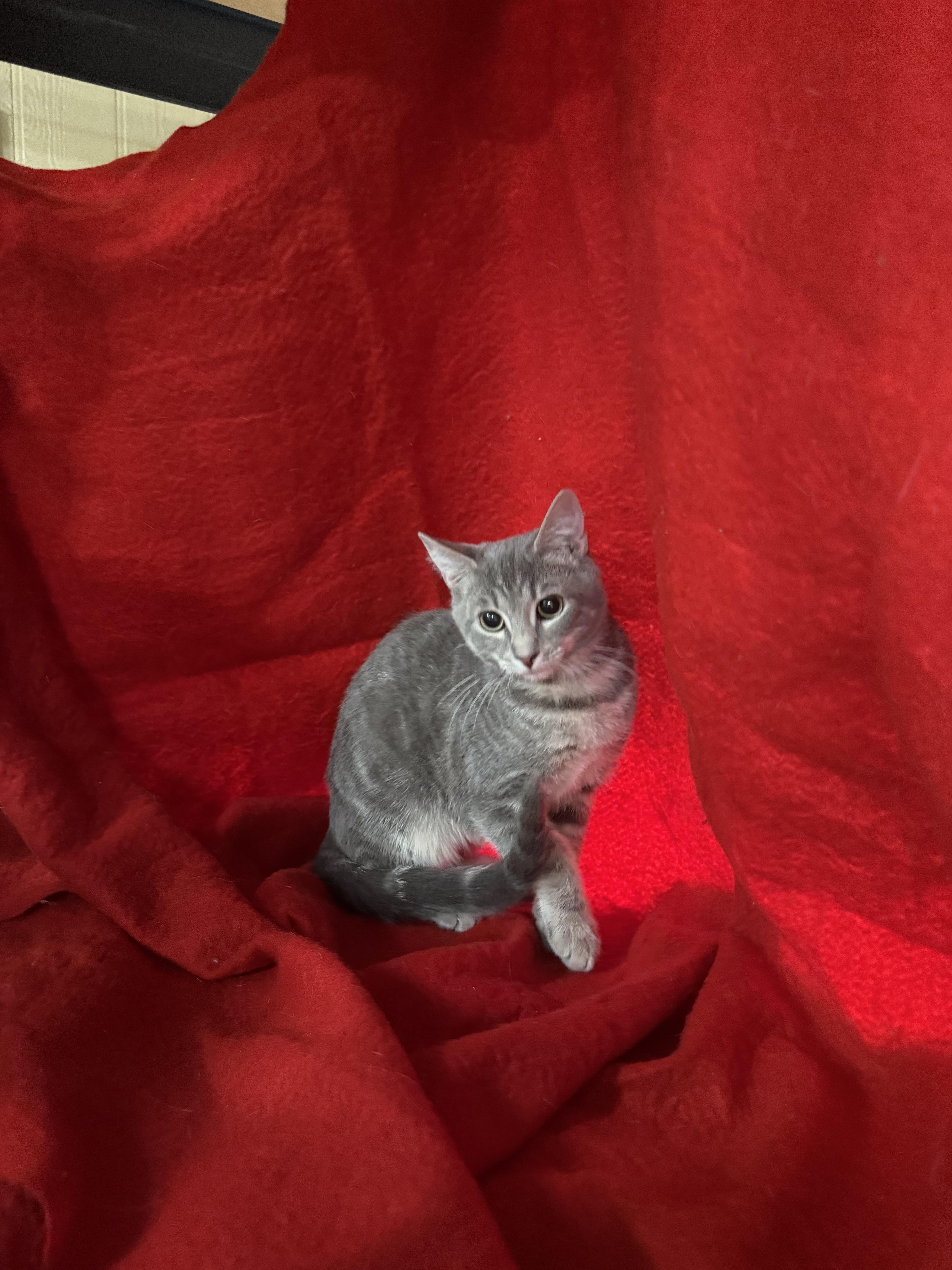 Jellybean thumbnail 2