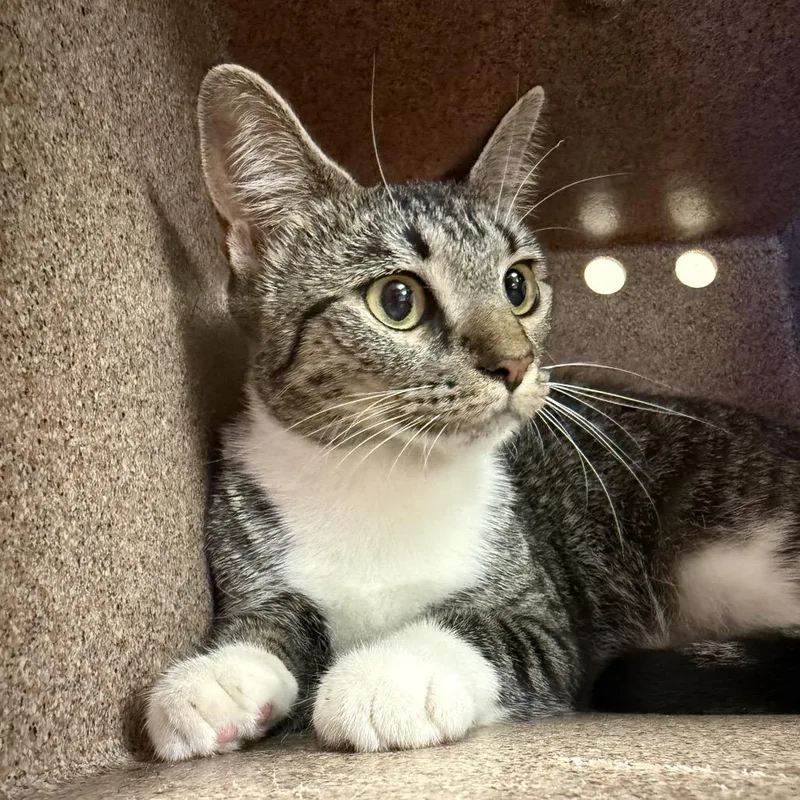 A young medium-sized female Brown / Chocolate Domestic Short Hair cat named Cookie for adoption in Birmingham, AL