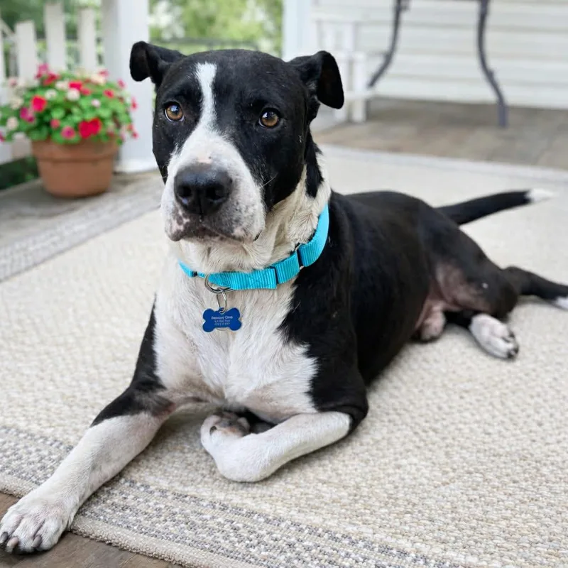 Fletcher thumbnail 3