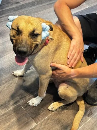 A young medium-sized female American Bulldog dog named Cholula for adoption in Liverpool, TX