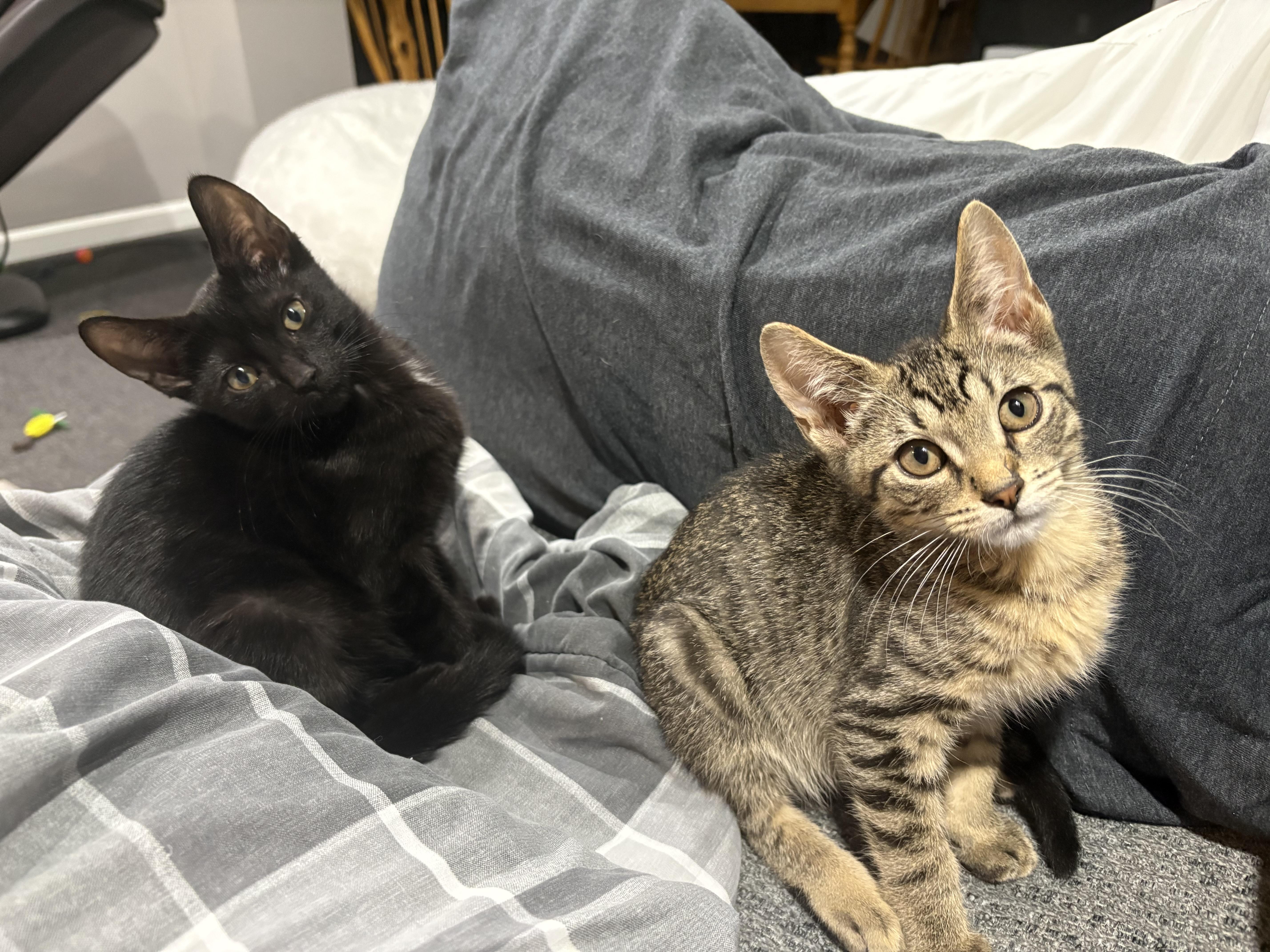 A baby medium-sized male Tabby cat named Stoney and Lexi for adoption in Macomb, MI