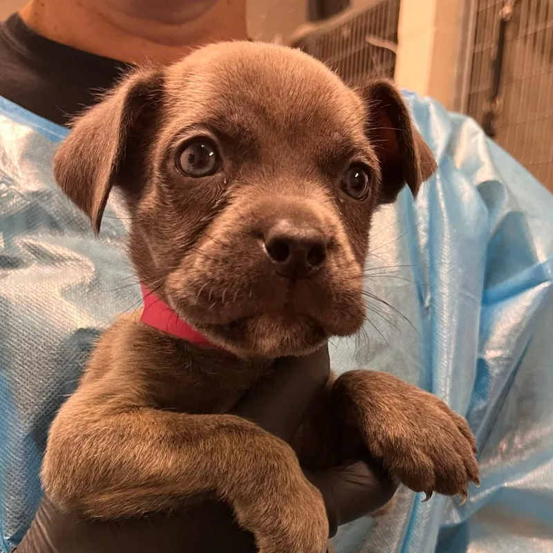 A baby small-sized male Gray / Blue / Silver Cane Corso dog named Pistacchio for adoption in Los Angeles, CA