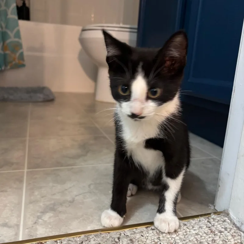 A baby medium-sized male Black Domestic Short Hair cat named Hans for adoption in Harrisonburg, VA