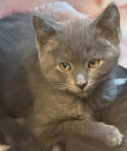 A baby small-sized male Domestic Short Hair cat named Grant for adoption in Sacramento, CA
