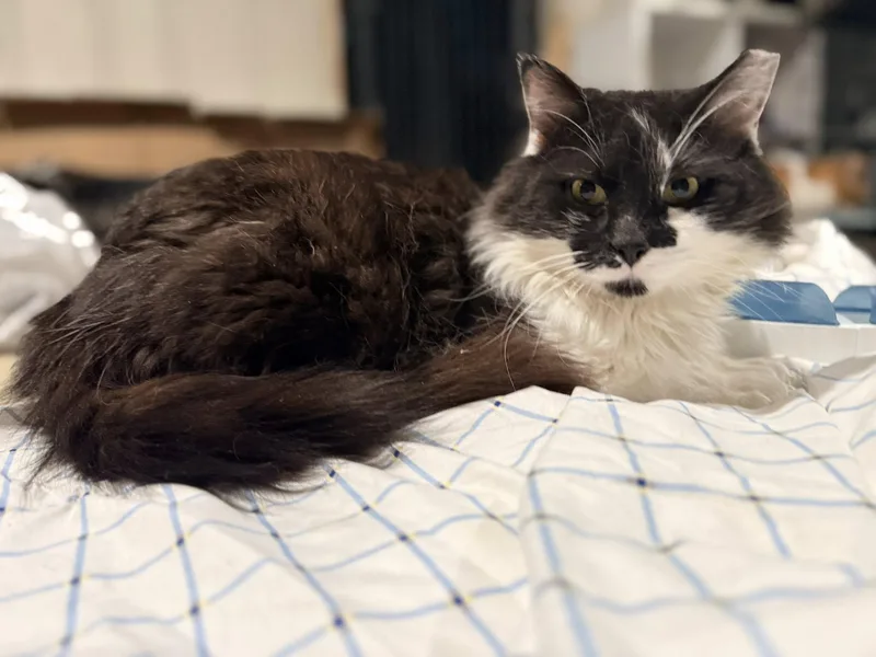 Mr Big Stuff thumbnail 2