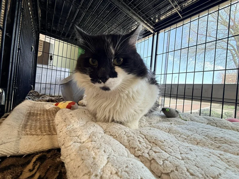 Mr Big Stuff thumbnail 3