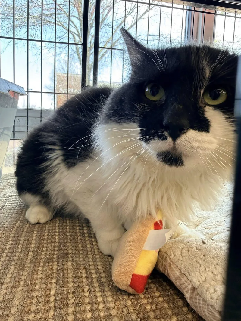 Mr Big Stuff thumbnail 4