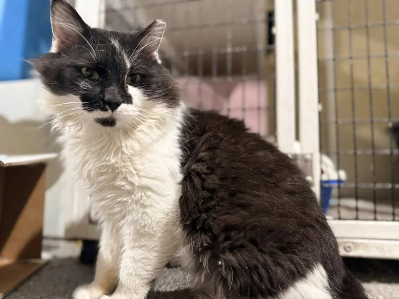 Mr Big Stuff thumbnail 5