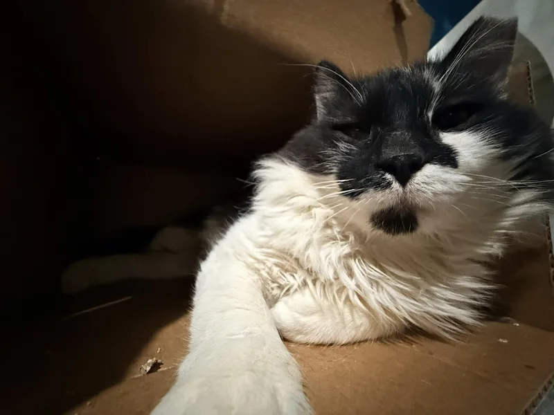 Mr Big Stuff thumbnail 6