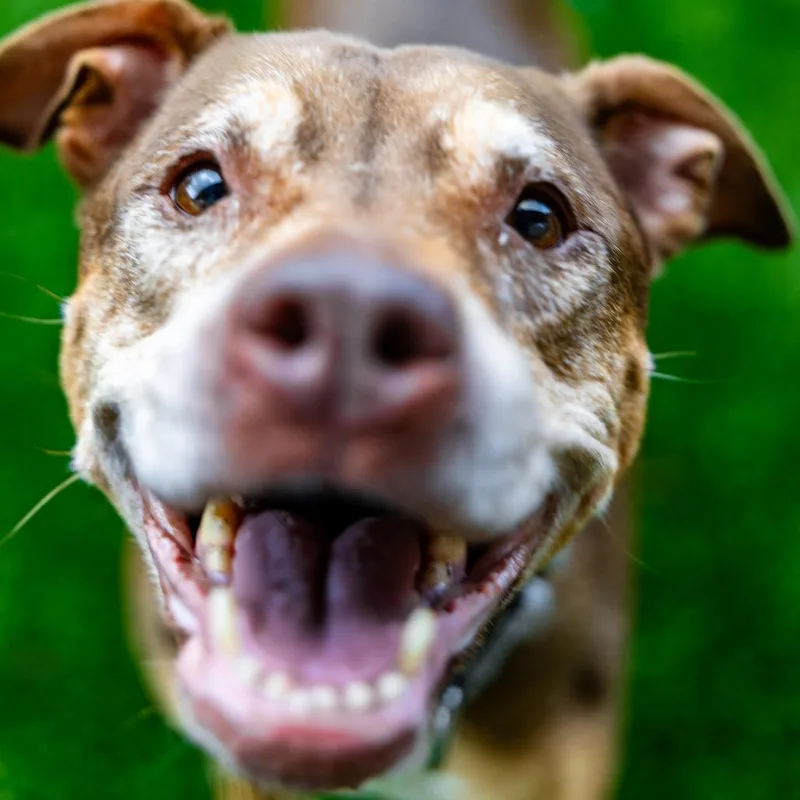 Princess thumbnail 6