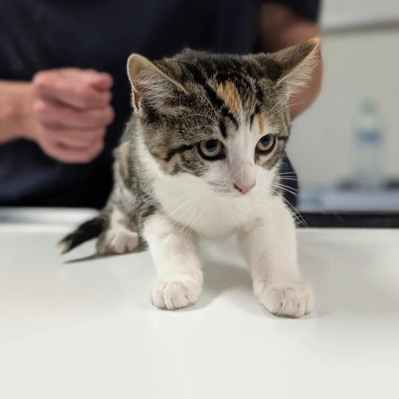 A baby small-sized female Orange / Red Domestic Short Hair cat named Elouise for adoption in Canton, IL