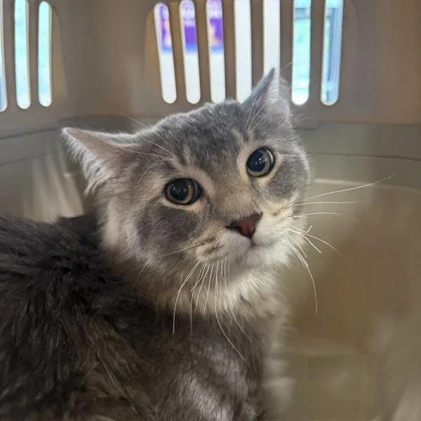 A young medium-sized male Domestic Short Hair cat named Elias for adoption in Des Moines, IA