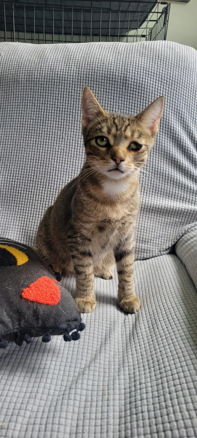 A young medium-sized male Tabby (Brown / Chocolate) Domestic Short Hair cat named Thor for adoption in Martinsville, IN