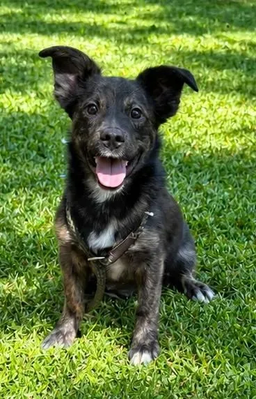 A young small-sized male Shepherd dog named Harry for adoption in eufaula, AL