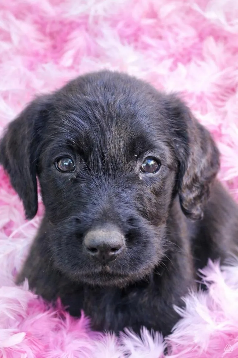 A baby large-sized female Black Belgian Shepherd / Malinois dog named Moana for adoption in Aguanga, CA