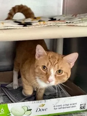 A young medium-sized male Domestic Short Hair cat named Slap Jack for adoption in Cincinnati, OH