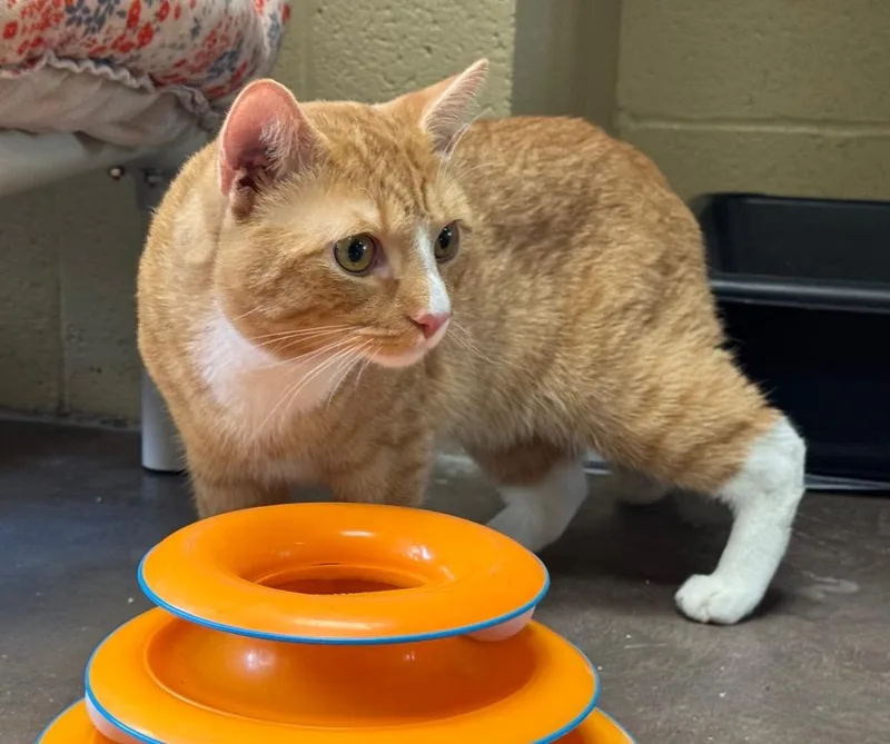 Slap Jack thumbnail 2