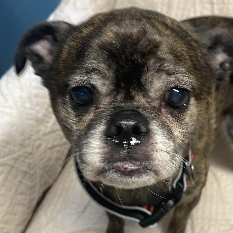 An adult small-sized male Pug dog named Murphy for adoption in Sunderland, MD
