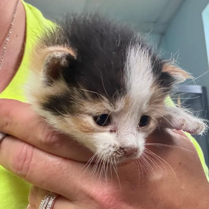 A baby small-sized female Calico Domestic Short Hair cat named Jolly Rancher for adoption in Lake Jackson, TX