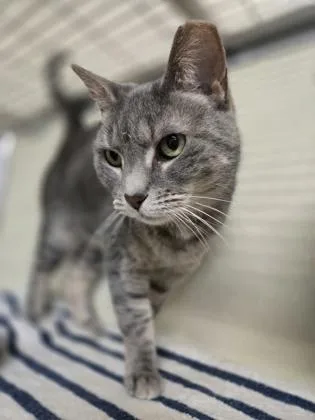 A senior small-sized female Domestic Short Hair cat named Diva for adoption in Clarks Summit, PA