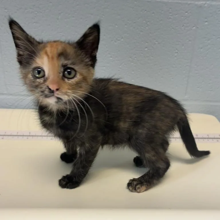 A baby small-sized female Domestic Medium Hair cat named Aisle for adoption in Carencro, LA