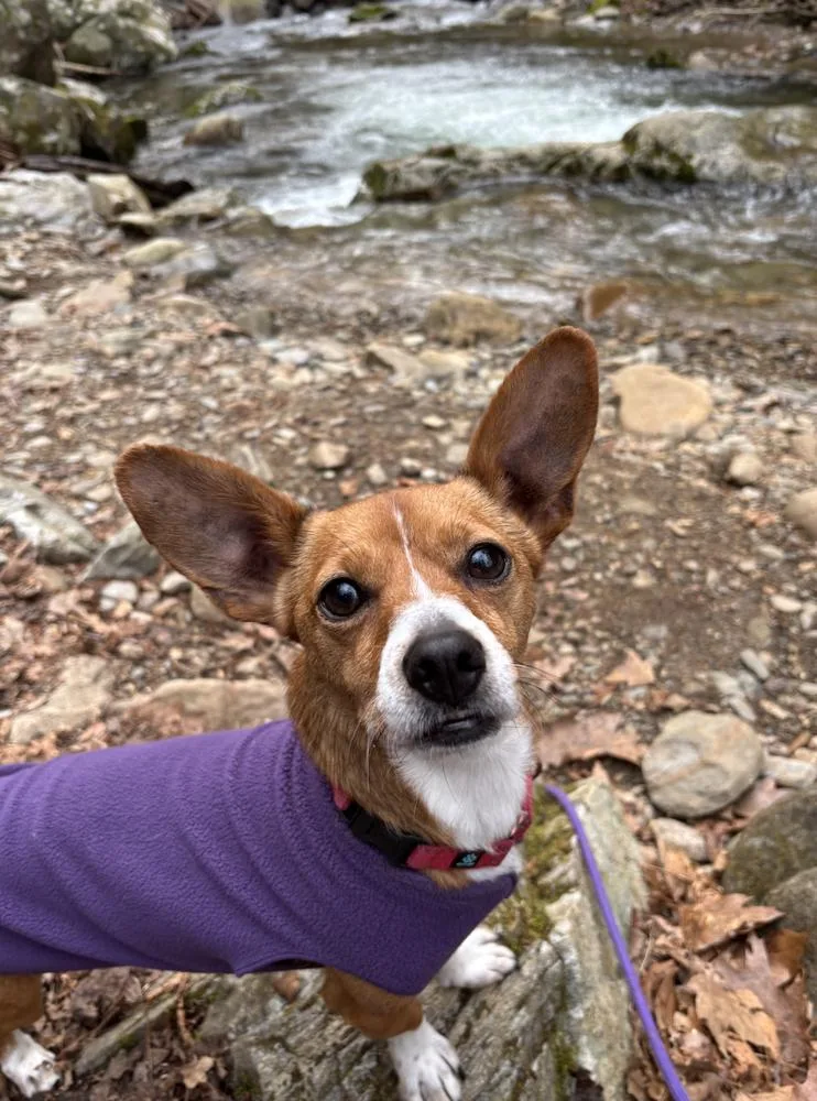 An adult small-sized male Terrier dog named Dennis for adoption in Candler, NC