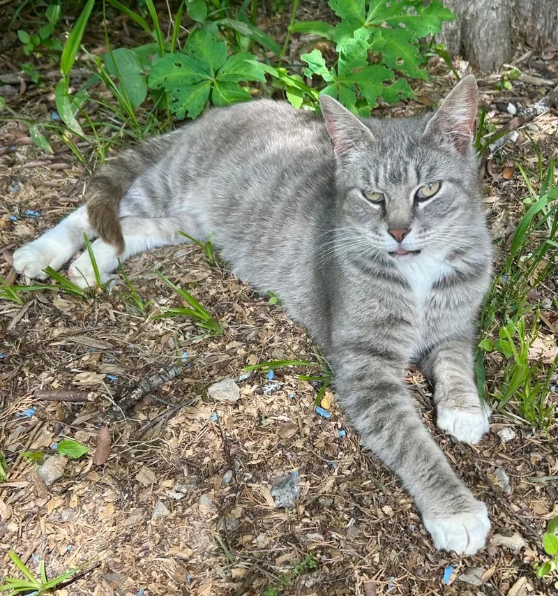 A young medium-sized female Domestic Short Hair cat named Pamela for adoption in Greeneville, TN