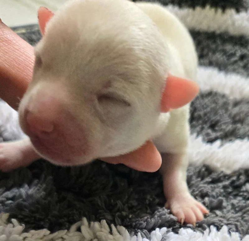 Angus thumbnail 3