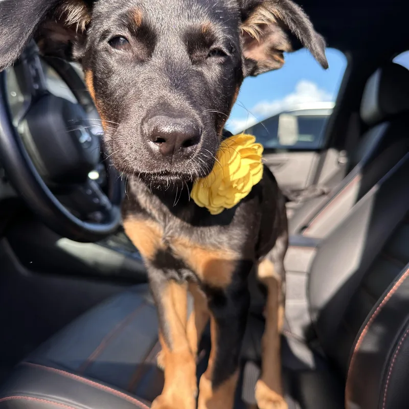 A baby medium-sized female Bicolor Shepherd dog named Sunny for adoption in San Diego, CA