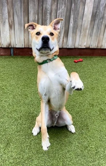 An adult large-sized male Mixed Breed dog named Knack for adoption in Eugene, OR