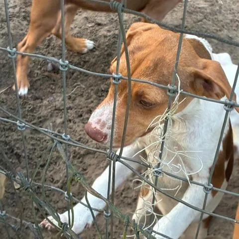 A baby small-sized female White / Cream Mixed Breed dog named Stella for adoption in Morriston, FL