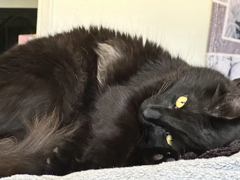 An adult medium-sized male Black Domestic Long Hair cat named Atreyu for adoption in Bremerton, WA