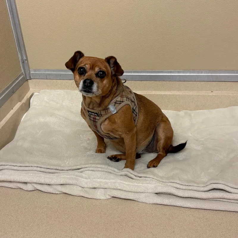 A senior small-sized female Brown / Chocolate Pug dog named Sophie for adoption in Elbow Lake, MN