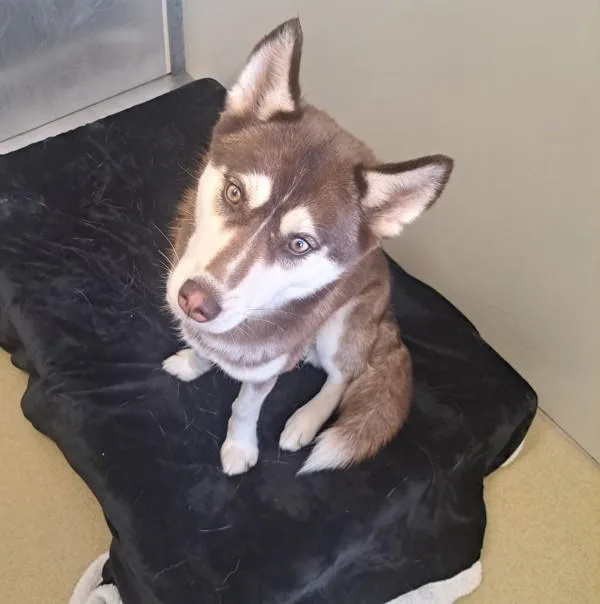 A young large-sized female Siberian Husky dog named Luna Jr. for adoption in Escondido, CA
