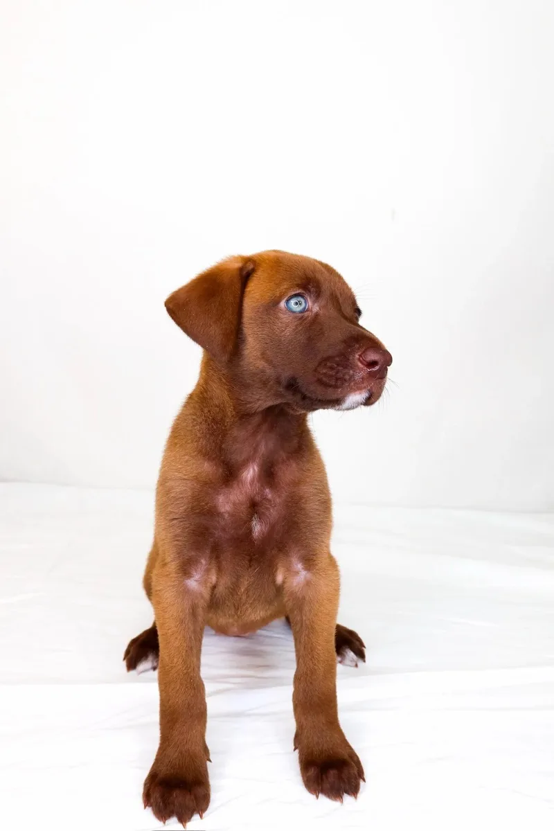 A baby medium-sized female Brown / Chocolate Labrador Retriever dog named Mook for adoption in Bixby, OK